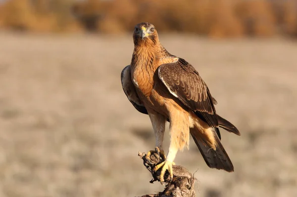 One Year Old Female Bonellis Eagle Early Morning Aquila Fasciata — Stock Photo, Image