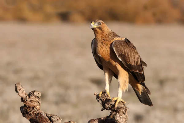 Годовалая Самка Орла Бондианы Ранним Утром Aquila Fasciata — стоковое фото