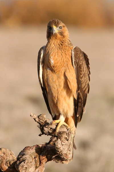 Rok Temu Kobieta Bonellis Eagle Wczesnym Rankiem Aquila Fasciata — Zdjęcie stockowe