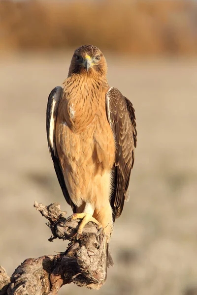 Mulher Ano Bonellis Eagle Manhã Cedo Aquila Fasciata — Fotografia de Stock