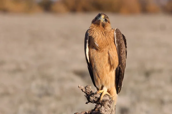 Годовалая Самка Орла Бондианы Ранним Утром Aquila Fasciata — стоковое фото