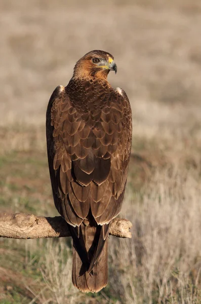 Ein Jahr Altes Weibchen Des Bonellis Adlers Frühen Morgen Aquila — Stockfoto