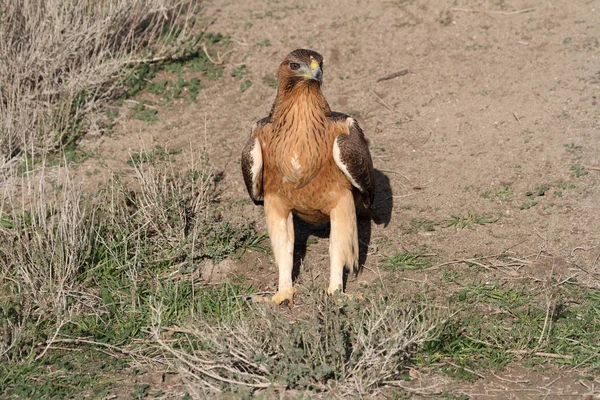 博内利斯雄鹰1岁的雌鸟 Aquila Fasciata — 图库照片