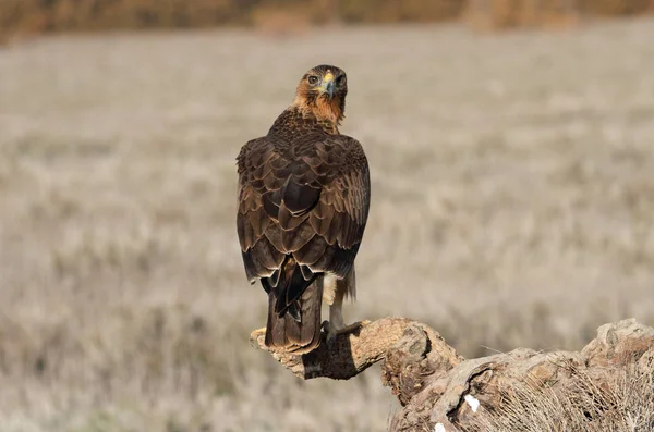 Ein Jahr Altes Weibchen Des Bonellis Adlers Frühen Morgen Aquila — Stockfoto
