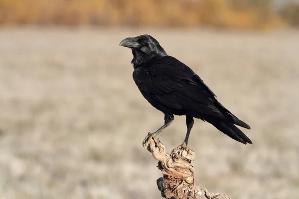 Обыкновенный Ворон Огнями Первого Дня Corvus Corax — стоковое фото