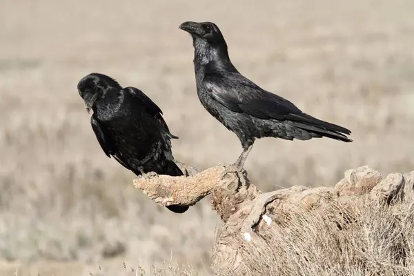 Gemeiner Rabe Mit Dem Ersten Tageslicht Corvus Corax — Stockfoto