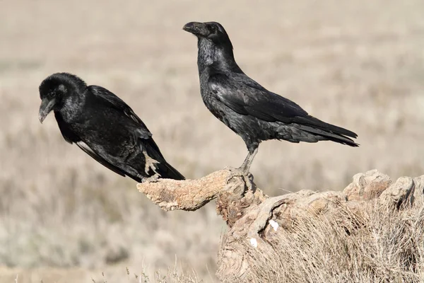 Обыкновенный Ворон Огнями Первого Дня Corvus Corax — стоковое фото