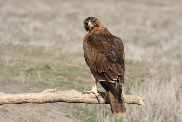 Mujer Año Bonellis Eagle Temprano Mañana Aquila Fasciata — Foto de Stock