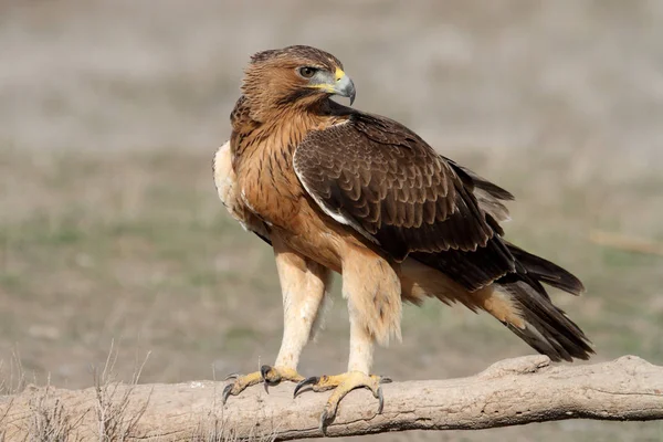 Jeden Rok Stará Fena Bonellis Eagle Časně Ráno Aquila Fasciata — Stock fotografie