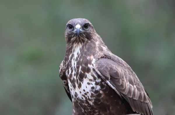 Mäusebussard Mit Den Letzten Lichtern Des Nachmittags Bei Geringer Belichtung — Stockfoto