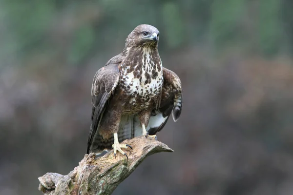 Öğleden sonranın son ışıklarıyla sık görülen akbaba, yırtıcılar, kuşlar, Buteo buteo