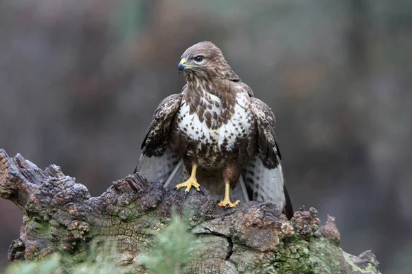 Gemeenschappelijke Buizerd Met Laatste Lichten Van Middag Gemaakt Lage Blootstelling — Stockfoto