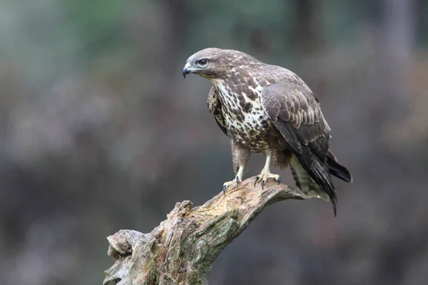 Mäusebussard Mit Den Letzten Lichtern Des Nachmittags Bei Geringer Belichtung — Stockfoto