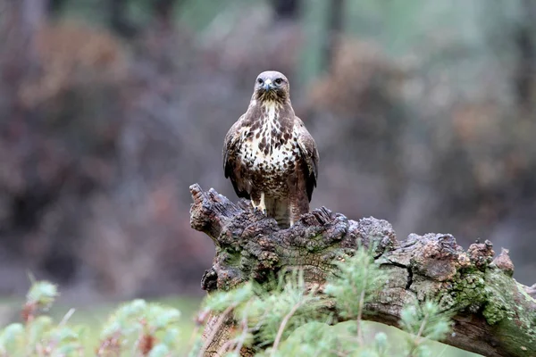 普通的秃鹰 下午的最后一盏灯是低曝光的 Buteo Buteo — 图库照片