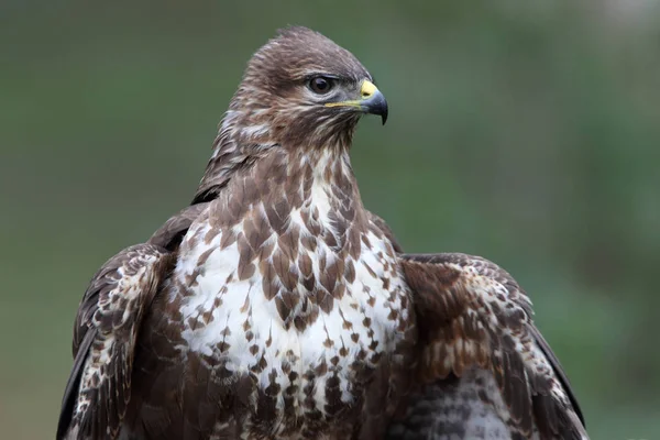 Běžný Krkavec Posledními Odpoledními Světly Nízké Expozice Raptory Ptáky Buteo — Stock fotografie