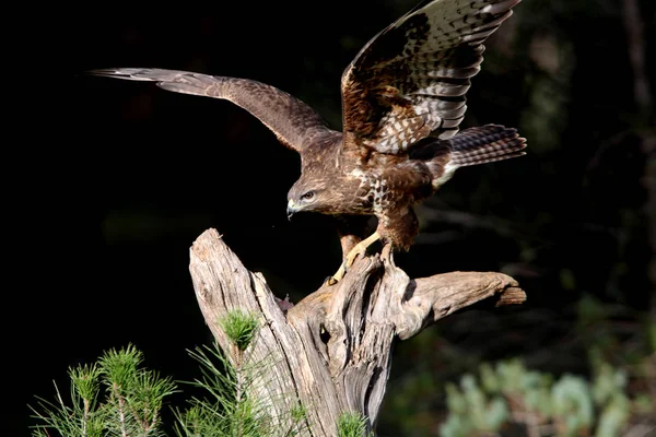 Общий Buzzard Последними Огнями Второй Половине Дня Сделаны Низкой Экспозиции — стоковое фото