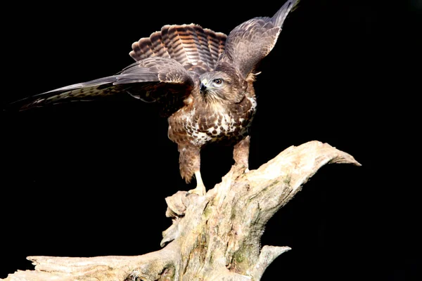 Běžný Krkavec Posledními Odpoledními Světly Nízké Expozice Raptory Ptáky Buteo — Stock fotografie