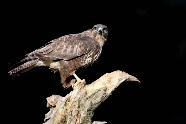 Gemeenschappelijke Buizerd Met Laatste Lichten Van Middag Gemaakt Lage Blootstelling — Stockfoto