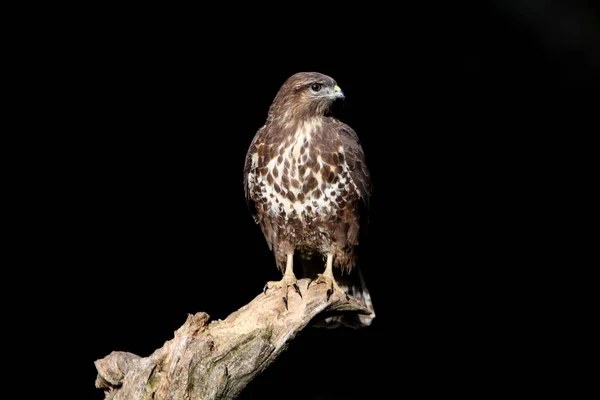 普通的秃鹰 下午的最后一盏灯是低曝光的 Buteo Buteo — 图库照片