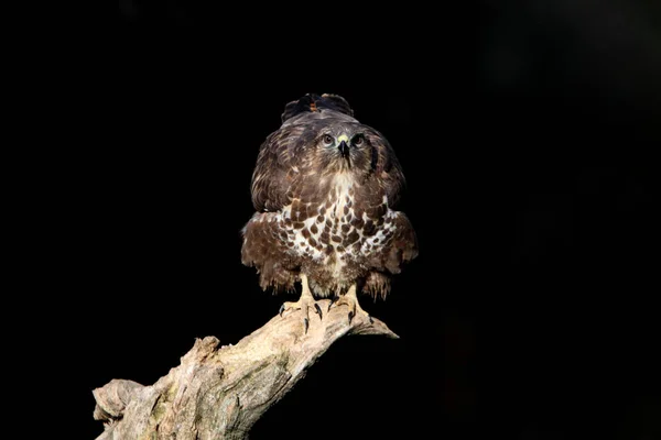 Běžný Krkavec Posledními Odpoledními Světly Nízké Expozice Raptory Ptáky Buteo — Stock fotografie