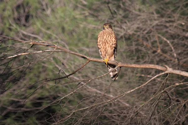 Jonge Vrouw Van Noordelijke Havik Havik Roofvogel Accipiter Gentilis — Stockfoto