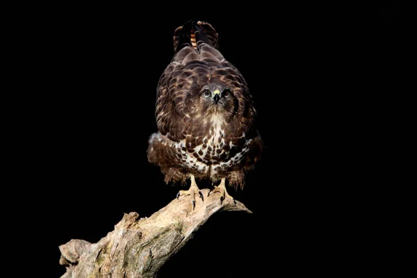 Öğleden Sonranın Son Işıklarıyla Sık Görülen Akbaba Yırtıcılar Kuşlar Buteo — Stok fotoğraf