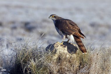 İki yaşındaki Kuzeyli Şahin sabahın ilk ışıklarıyla, kuşlar, şahin, şahin, kazak, Accipiter Gentilis