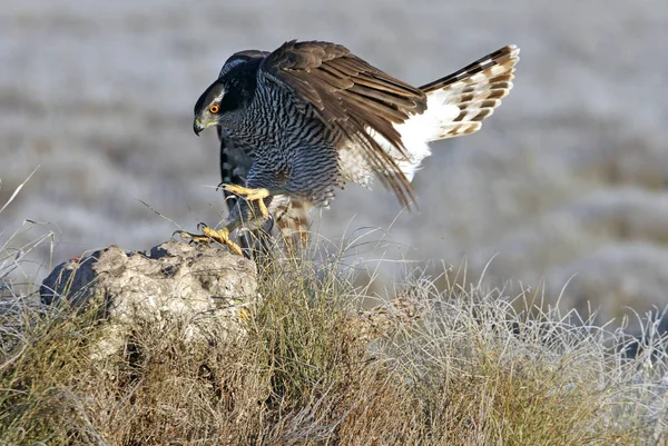 İki yaşında Kuzeyli bir atmaca sabahın ilk ışıklarıyla kargalar arasında uçuyor. Kuşlar, şahinler, şahinler, şahinler, kazlar, Accipiter gentilis.