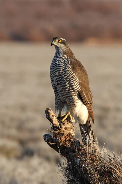 İki yaşındaki Kuzeyli Şahin sabahın ilk ışıklarıyla, kuşlar, şahin, şahin, kazak, Accipiter Gentilis