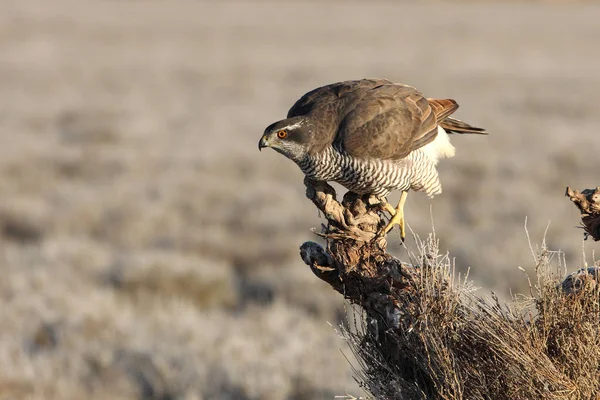 Two Years Old Northern Goshawk First Lights Morning Birds Hawk — Stock Photo, Image