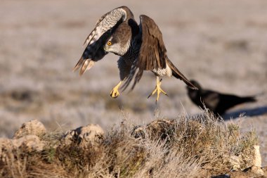 İki yaşında Kuzeyli bir atmaca sabahın ilk ışıklarıyla kargalar arasında uçuyor. Kuşlar, şahinler, şahinler, şahinler, kazlar, Accipiter gentilis.