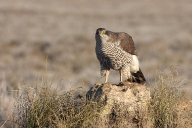 İki yaşındaki Kuzeyli Şahin sabahın ilk ışıklarıyla, kuşlar, şahin, şahin, kazak, Accipiter Gentilis