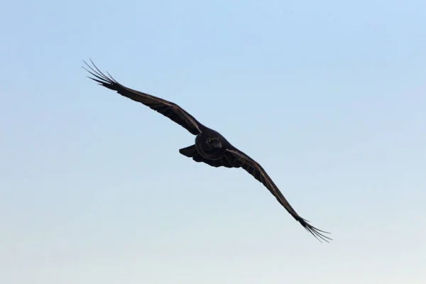 Korp Parningssäsongen Med Första Ljusen Morgonen Fåglar Kråka Corvus Corax — Stockfoto