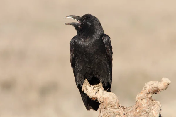 Korp Parningssäsongen Med Första Ljusen Morgonen Fåglar Kråka Corvus Corax — Stockfoto