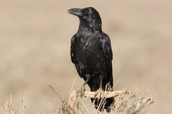 Korp Parningssäsongen Med Första Ljusen Morgonen Fåglar Kråka Corvus Corax — Stockfoto