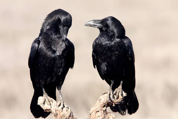 Gemeenschappelijke Raaf Het Paarseizoen Met Eerste Lichten Van Ochtend Vogels — Stockfoto