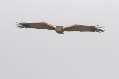 Adult male of Western marsh harrier flying, hawk, falcons, birds, raptor, Circus aeroginosus