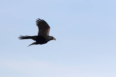 Common raven flying, crow, Corvus corax