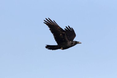 Common raven flying, crow, Corvus corax