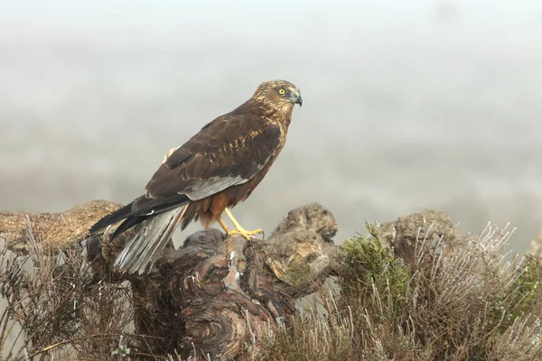 Harrier Des Marais Ouest Mâle Adulte Avec Les Premières Lumières — Photo