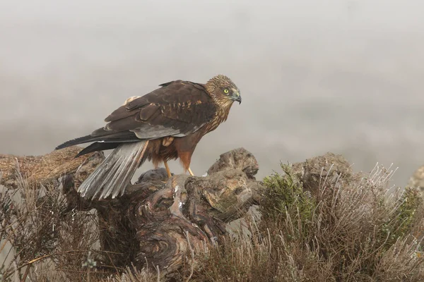 Adult Male Western Marsh Harrier First Morning Lighs Hawk Falcon — Stock Photo, Image