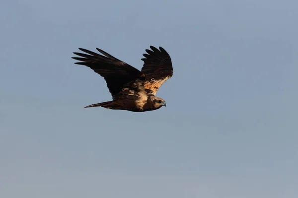 Fêmea Adulta Pântano Ocidental Harrier Voo Falcão Falcões Aves Circus — Fotografia de Stock