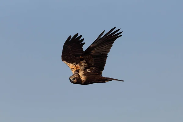 Fêmea Adulta Pântano Ocidental Harrier Voo Falcão Falcões Aves Circus — Fotografia de Stock