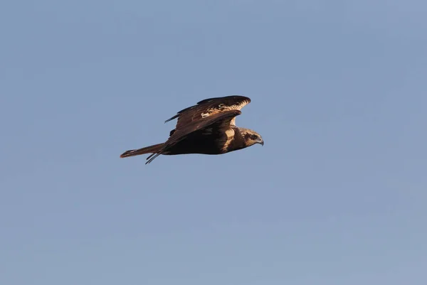 Fêmea Adulta Pântano Ocidental Harrier Voo Falcão Falcões Aves Circus — Fotografia de Stock