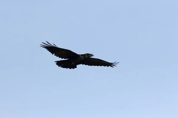 Common raven flying, crow, Corvus corax