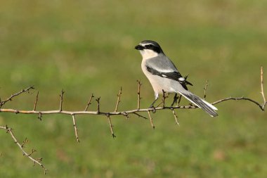 Günün ilk ışıklarıyla Güney Gri Örümcekkuşu 'nun yetişkin erkeği kuşlar, yırtıcı kuşlar, Lanius meridionalis