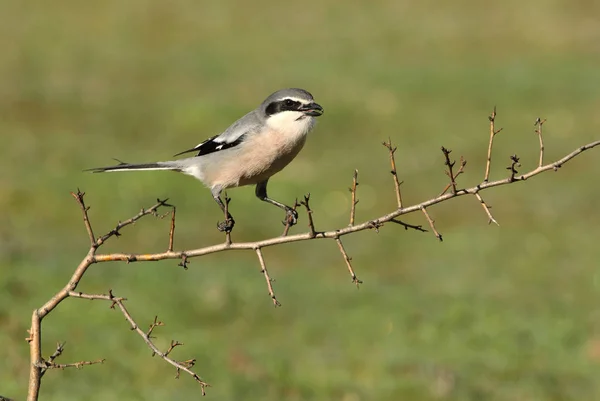 Vuxen Hane Södra Grå Shrike Med Första Ljusen Dagen Fåglar — Stockfoto