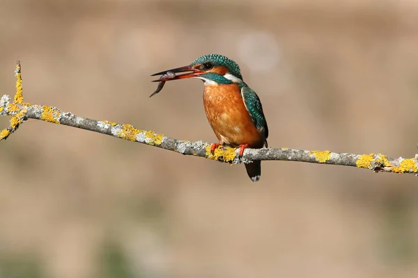 Fêmea Adulta Pesca Comum Kingfisher Seu Ramo Usual Final Tarde — Fotografia de Stock