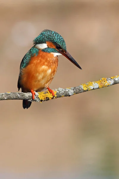 Adult Female Common Kingfisher Fishing Its Usual Branch Late Afternoon — Stock Photo, Image