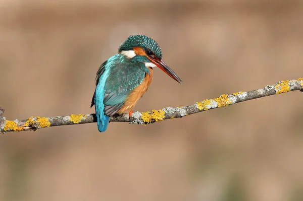 Fêmea Adulta Pesca Comum Kingfisher Seu Ramo Usual Final Tarde — Fotografia de Stock